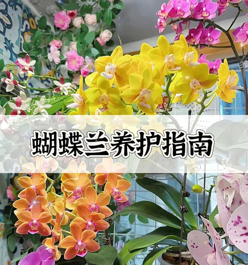 蝴蝶兰的生长条件与特性（如何打造适宜的生长环境，打造高质量蝴蝶兰）