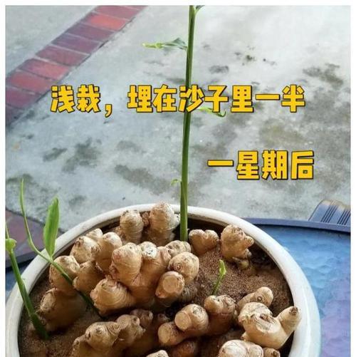 姜的最佳种植时间（姜种植的最佳时机和技巧）