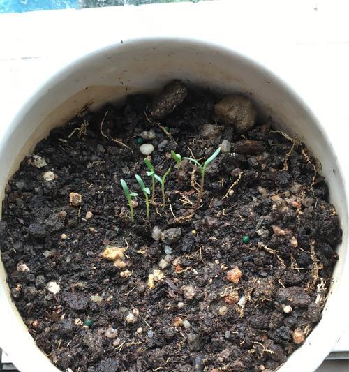 波斯菊的生长环境与地方条件（探秘波斯菊的适生条件与繁衍之路）