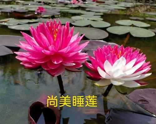 睡莲的花期究竟有多长时间？（探寻睡莲开花的奥秘与时间长度）