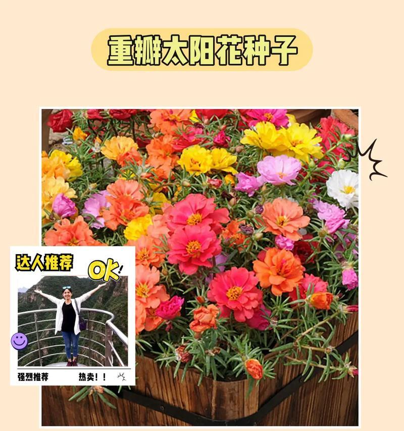 非洲菊的种植方法与注意事项（如何在适当的时间和方式下种植非洲菊）