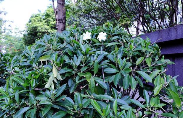 非洲茉莉的剪枝时间与技巧（合理剪枝，让非洲茉莉更加茂盛）