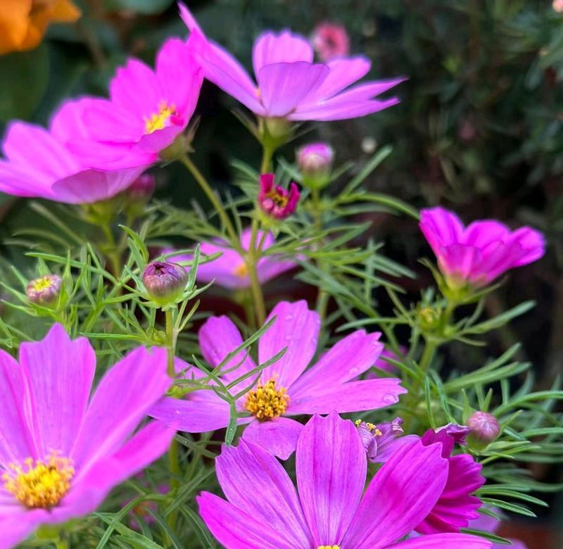 格桑花的花语和寓意（揭秘格桑花的文化涵义及象征意义）