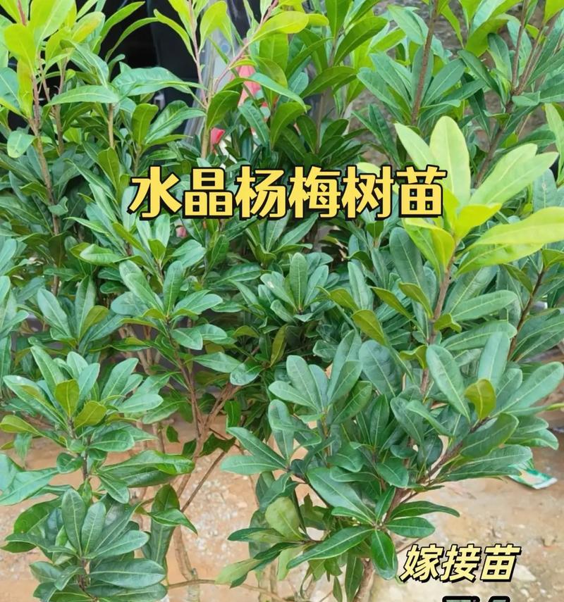 探究杨梅的生长环境和特点（揭秘杨梅生长的关键条件，了解杨梅的生态价值和文化意义）