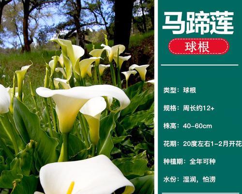 马蹄莲分盆全攻略（时间、方法、技巧，让您轻松成活！）