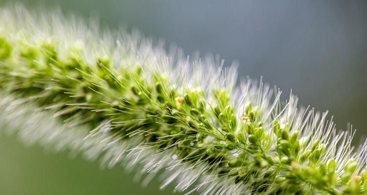 狗尾草——一种常见的草本植物（认识狗尾草的生长环境、特征和用途）