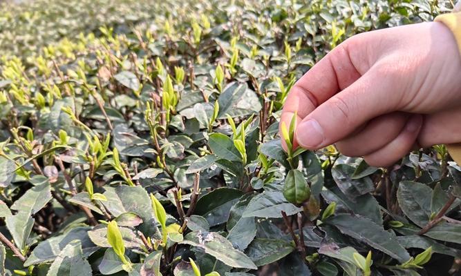 探究茶叶采摘的时机（揭开茶叶产生的秘密，了解茶叶生长规律和采摘技巧）