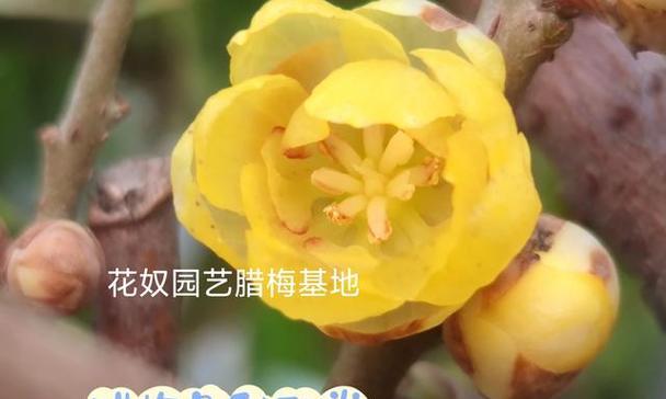 腊梅种植全攻略（适合种植的季节及关键注意事项）