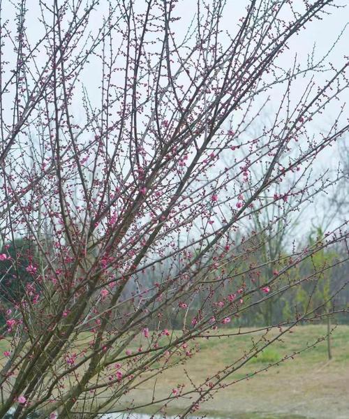 红梅花开花期及观赏时间（一年四季，都有红梅可赏）