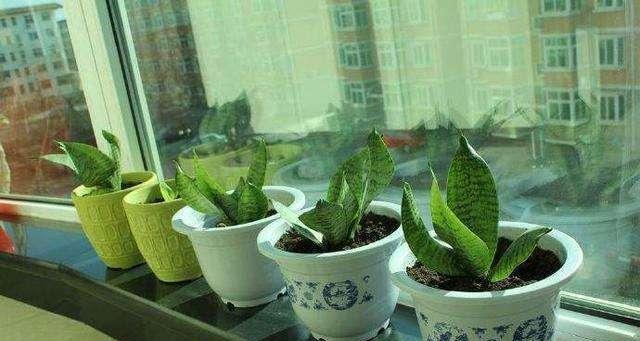 粉掌的分盆时间及注意事项（让您的粉掌更健康成长）