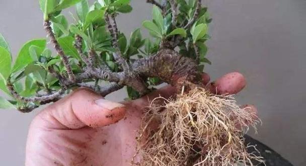 满天星的扦插繁殖方法（自家种植满天星，快速掌握扦插繁殖技巧）