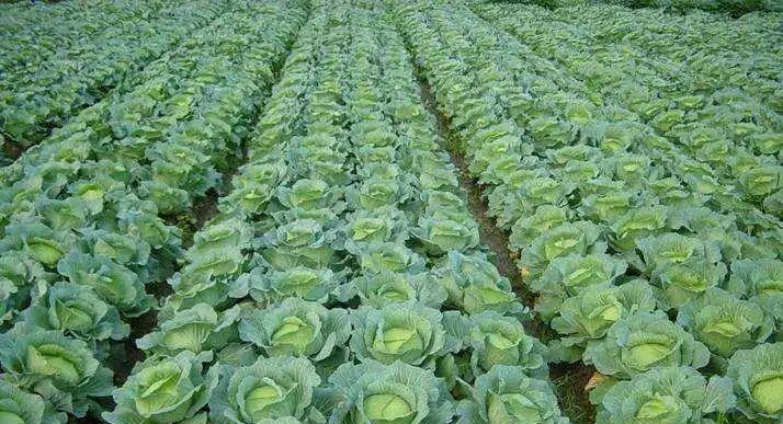 土豆的生长环境与忌氯作物的关系（了解土豆的生长习性，避免种植土豆产生不良影响）