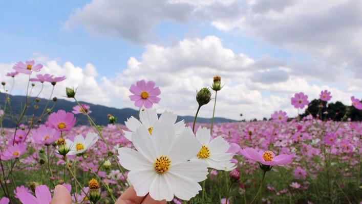 格桑花养护指南（几天浇一次水最好，让格桑花开得更美）