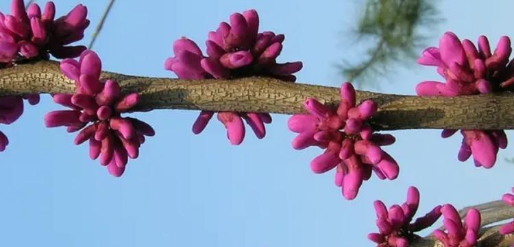 北方冬季开花的花卉（探寻北方冬季花海的美丽）