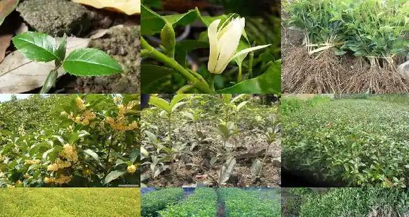 揭秘桂花生长周期（了解桂花的生长周期及关键因素）