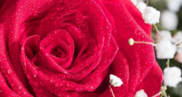 解读12朵玫瑰花语（探索不同花色的意义，了解花语背后的故事）