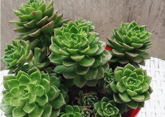 多肉蒂亚养殖方法与养护要点（打造多肉植物的绝佳选择）