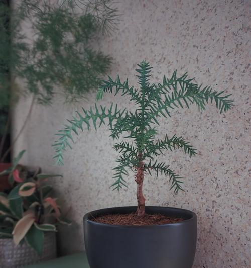 如何正确地为澳洲杉换土