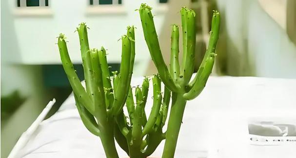 光棍树的种植与养护方法（手把手教你如何打造一片翠绿的光棍树林）