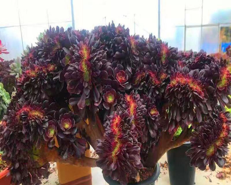 如何成功养殖黑王子多肉？（多肉爱好者必读！从选苗到繁殖，一步步教你打造自己的多肉花园）