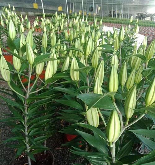 百合花的种植与养护（适宜的月份、土壤和环境条件）