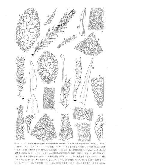 葫芦藓（探秘葫芦藓的特点及生长环境）