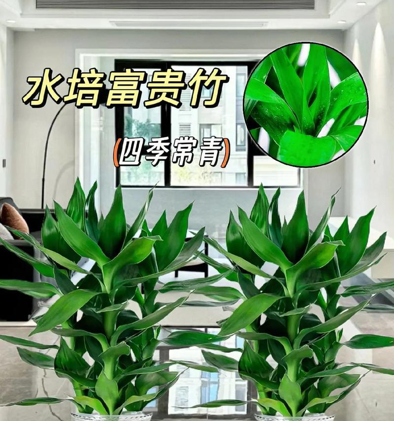 观音竹的养殖方法及技巧（打造旺盛茁壮的观音竹，让生活更美好）