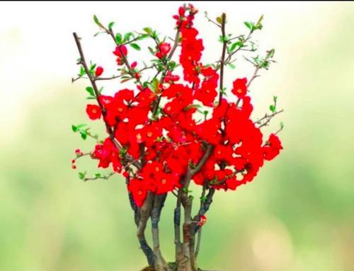海棠四季花开不断（探究海棠的开花习性及美丽之处）