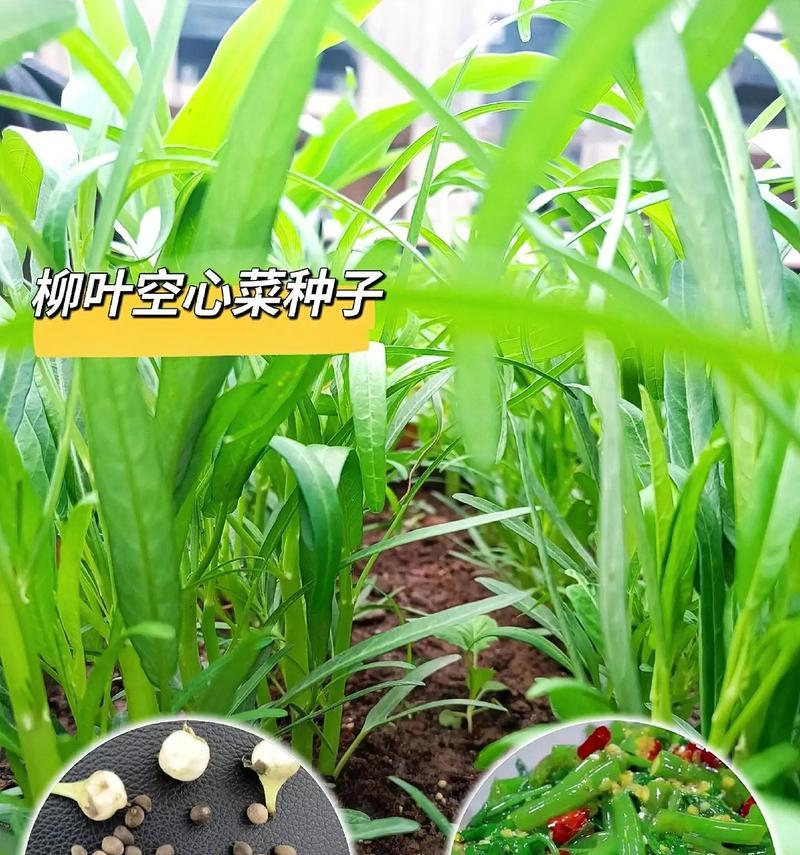如何挑选美味可口的空心菜（从外形到质地，教你如何辨别空心菜的好坏）