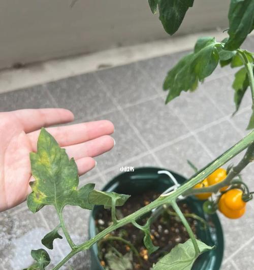 番茄叶子发蔫，这是为什么？（探寻原因和补救方法，让您的番茄得健康成长）