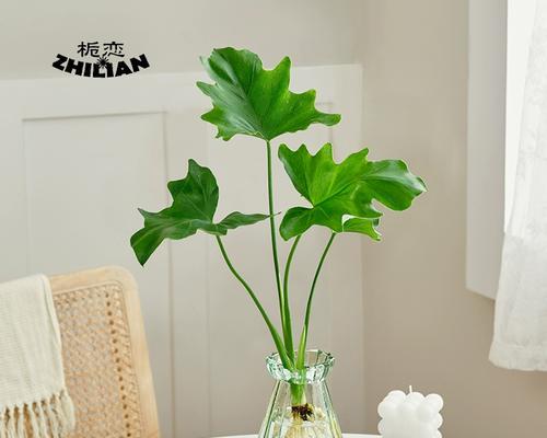 红如意水养方法详解（适合小白的红如意养护指南）