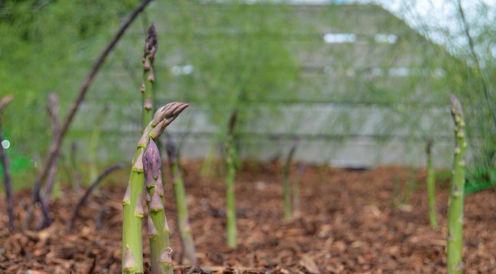 芦笋的种植时间和技巧（掌握芦笋种植的最佳时间及方法，轻松收获高产的芦笋）