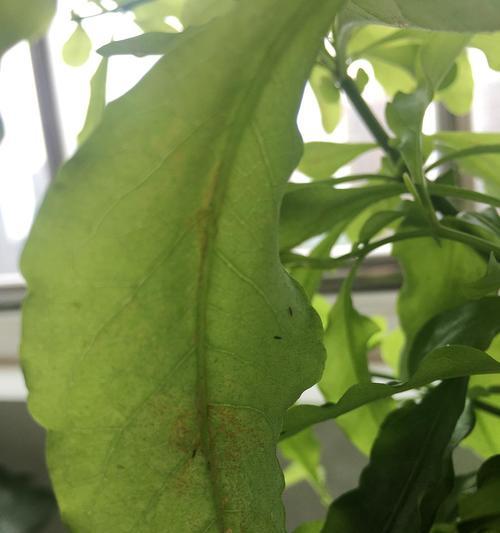 如何清除凤眼菩提长虫子？（凤眼菩提树虫害防治指南）