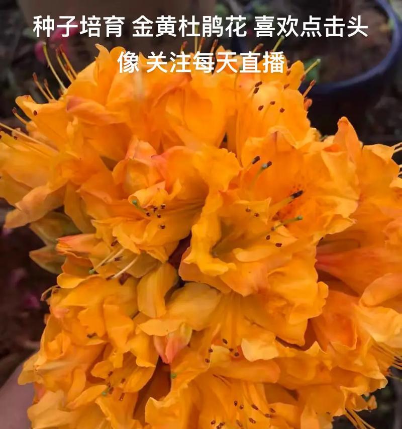 杜鹃花种子的收集和繁殖方法（从采摘到播种，让杜鹃花绽放更美丽）