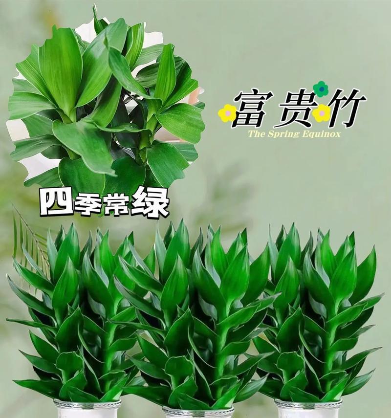 观音竹的养殖方法和注意事项（轻松打造绿色家园，享受自然美好）