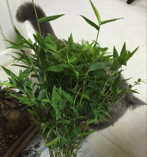 凤尾竹与米竹哪个更适合养护？（选择竹子的时候，这些要素需要注意）