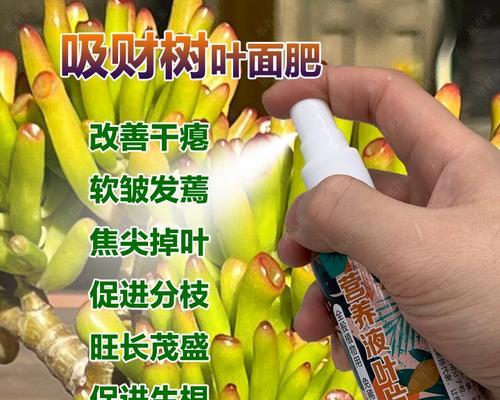 多肉叶子发蔫的原因及补救方法（多肉爱好者必知的护理技巧）