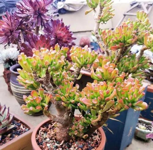 冬天多肉植物应该注意的事项（让你的多肉植物冬季无忧）