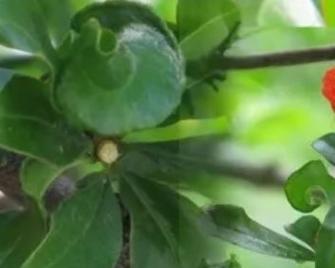 花石榴催花技巧大揭秘（掌握催花时间和方法，让花石榴更美丽）