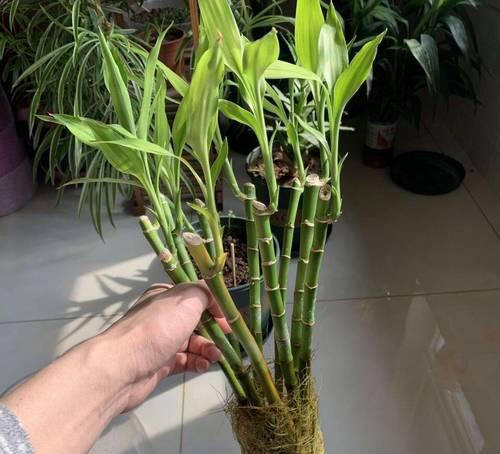富贵竹喜阳或喜阴？揭秘真相！（解读富贵竹的生长习惯，让你打造美丽园林）
