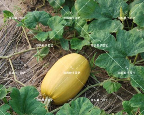 金丝绞瓜种植全攻略（适合种植的月份及注意事项）