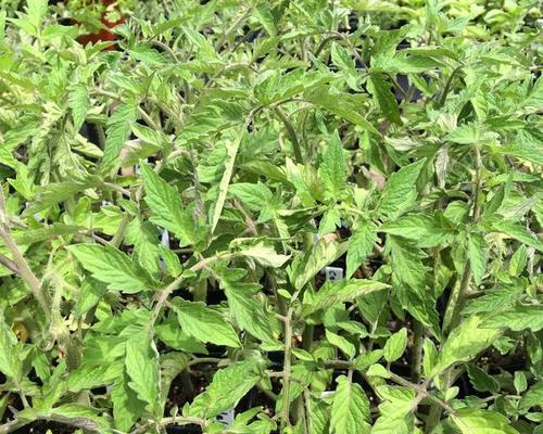 板蓝根的最佳种植季节与方法（为您解析板蓝根种植的关键——时间和方法）