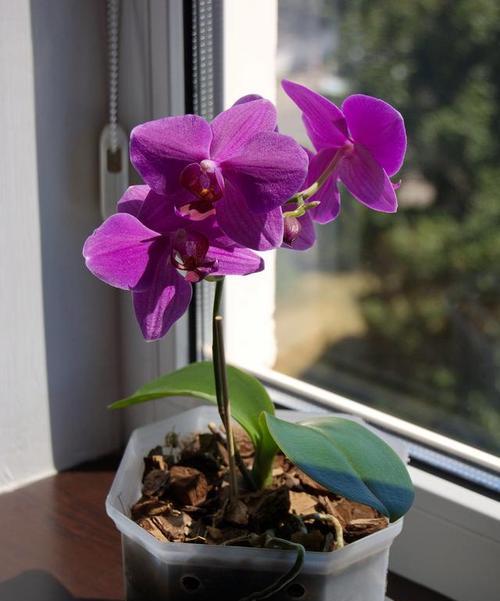 蝴蝶兰换盆后的养护技巧（如何正确浇水让蝴蝶兰更健康）