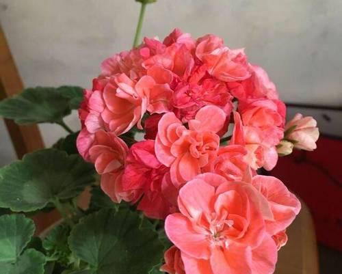 如何选择适合在东边阳台种植的花卉（从日照、土壤、水分等方面入手，打造美丽花园）