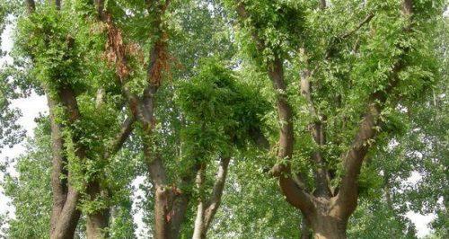 北方适宜种植的主要树种（打造北方生态美景的树种选择）