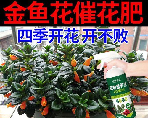 金鱼花的花期及花语解析（探寻金鱼花盛放的时节，解读它的神秘寓意）