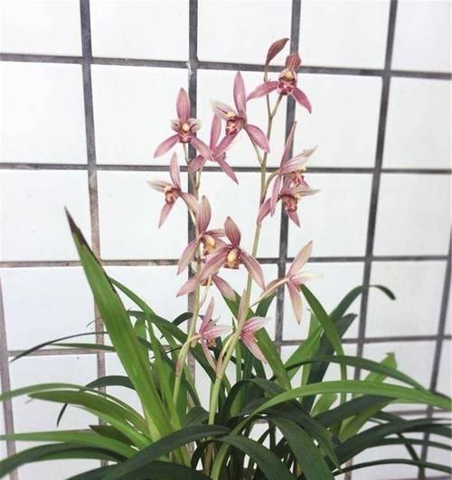 兰花草的开花时间及注意事项（了解兰花草开花，做好养护工作）