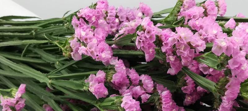 勿忘我花语之不同颜色代表的含义（探究勿忘我花语，解读花色背后的心意）