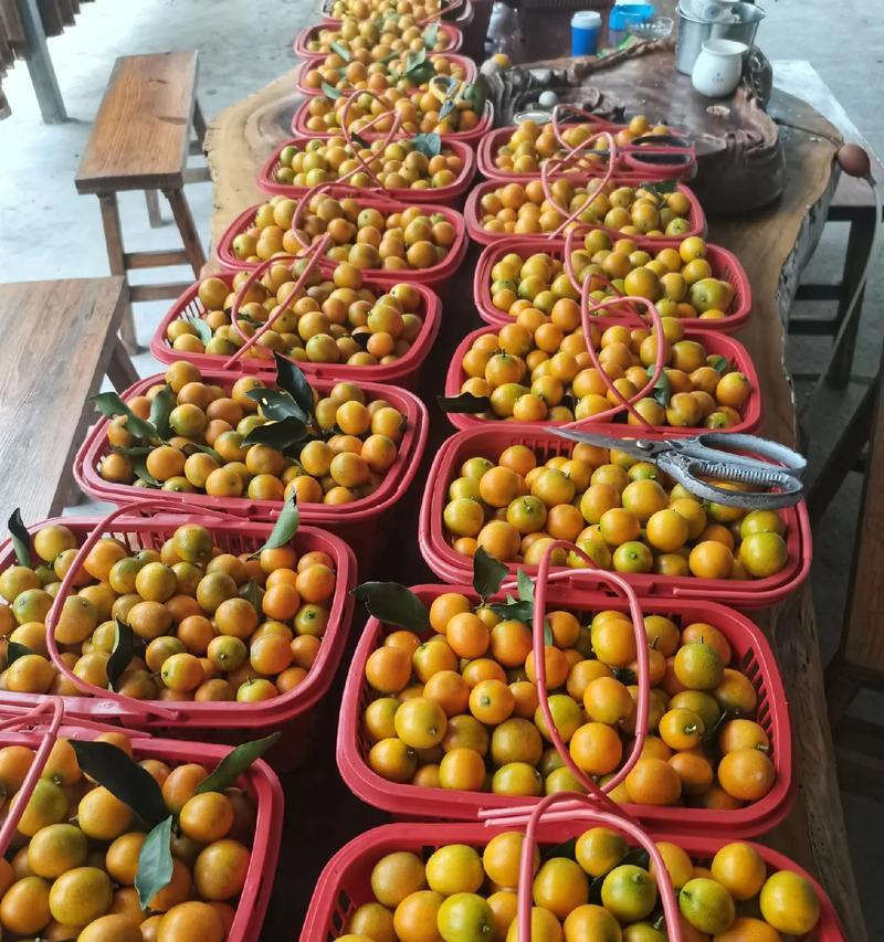 金桔种植指南（了解金桔生长周期，成果满满）