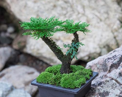探秘卷柏的神奇功效与作用（了解卷柏的药用价值，保护生态环境从我做起）